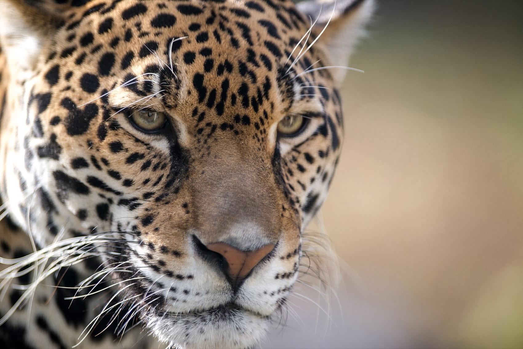 Close-up of a jaguar's eyes