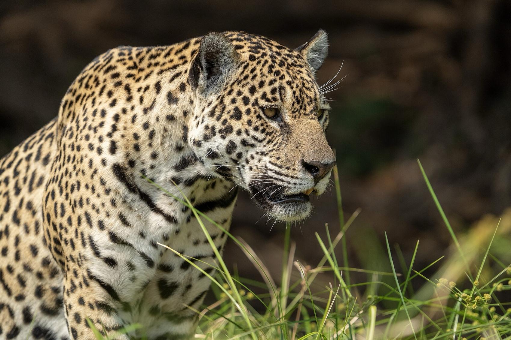 A jaguar in profile, watching the dark forest