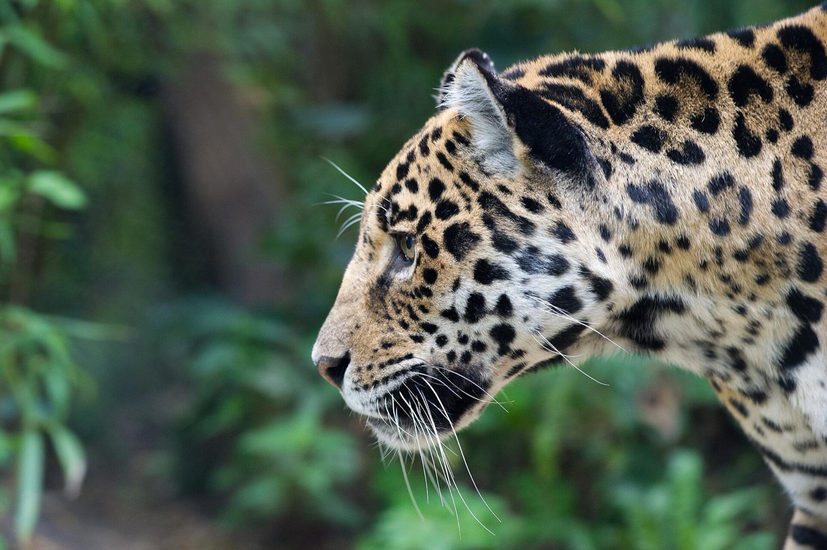 A jaguar moving through green jungle