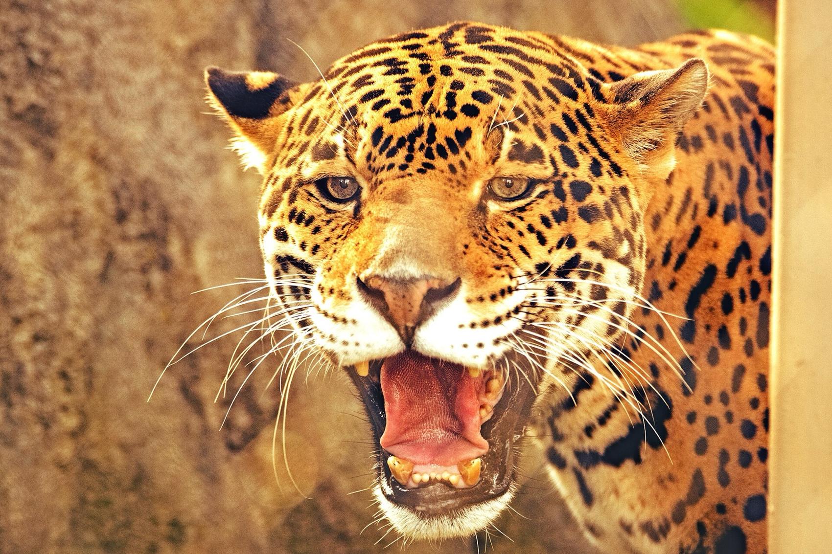 A jaguar roaring